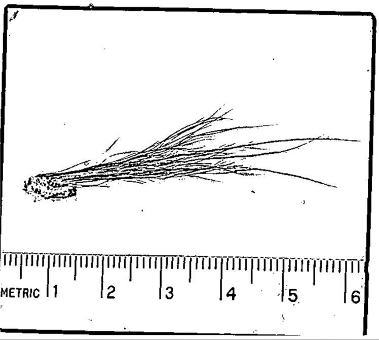 Bigfoot Sample Deer Hair